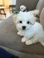 processed/d48b2ed5-c84c-4579-81e9-5ec05bbca581/listing/e0d9da72-7ae7-43c6-b211-b5bd9b8c8946/216d28b6-3fe4-454d-a917-5987887cf10c