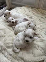 processed/d48b2ed5-c84c-4579-81e9-5ec05bbca581/listing/e0d9da72-7ae7-43c6-b211-b5bd9b8c8946/769b9dc2-6a69-481e-9e6b-2182f087976a