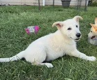 Buddy, a male German Shepherd Dog for sale in Fancy Gap, VA – 2 of 6