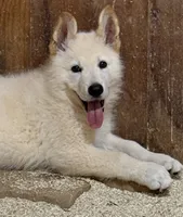 Bo , a male German Shepherd Dog for sale in Fancy Gap, VA – 5 of 5