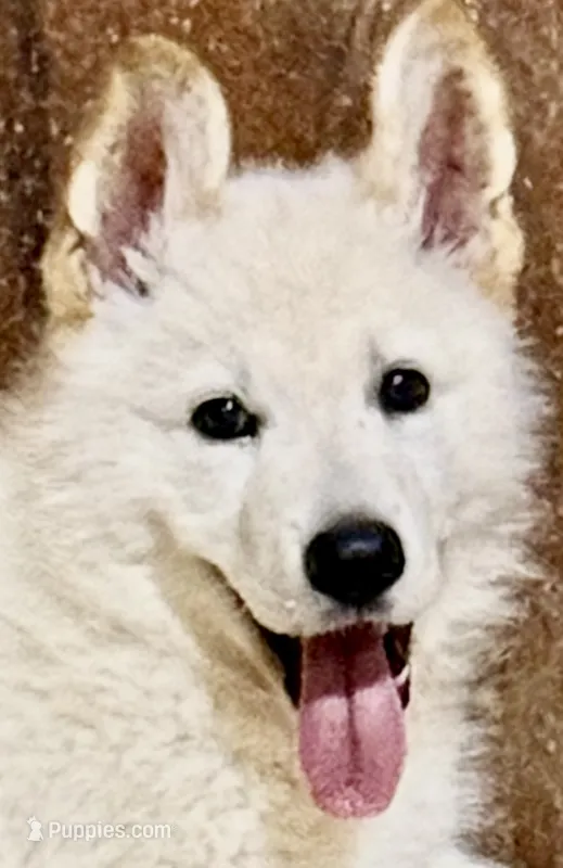 Bo  – German Shepherd Dog puppy for sale in Fancy Gap, VA