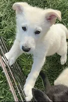 Buddy, a male German Shepherd Dog for sale in Fancy Gap, VA – 3 of 6