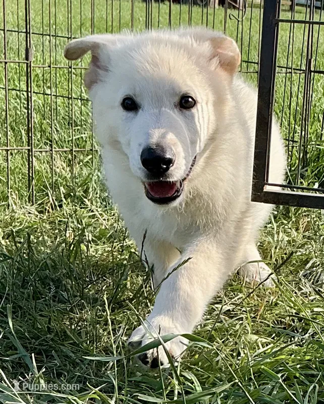 Sampson – German Shepherd Dog puppy for sale in Fancy Gap, VA