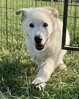 Sampson, a male German Shepherd Dog for sale in Fancy Gap, VA – 1 of 2