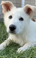 Buddy, a male German Shepherd Dog for sale in Fancy Gap, VA – 1 of 6
