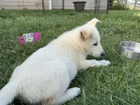 Sampson, a male German Shepherd Dog for sale in Fancy Gap, VA – 2 of 2