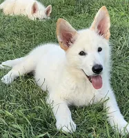 Bo , a male German Shepherd Dog for sale in Fancy Gap, VA – 3 of 5