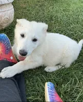 Buddy, a male German Shepherd Dog for sale in Fancy Gap, VA – 4 of 6