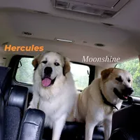 (White) Whiskey , a male Great Pyrenees for sale in Chesapeake, VA – Photo 3 of 3