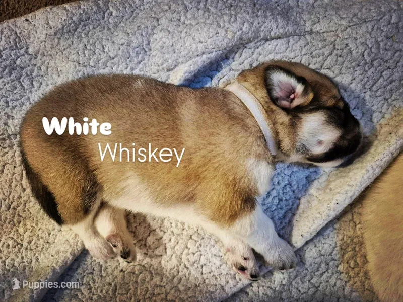 (White) Whiskey  – Great Pyrenees puppy for sale in Chesapeake, VA
