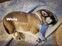 (White) Whiskey , a male Great Pyrenees for sale in Chesapeake, VA – Photo 1 of 3