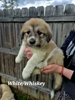 (White) Whiskey , a male Great Pyrenees for sale in Chesapeake, VA – Photo 2 of 3