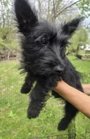 Maverick Jr, a male Scottish Terrier for sale in Florissant, MO – Photo 3 of 10
