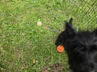 Maverick Jr, a male Scottish Terrier for sale in Florissant, MO – Photo 8 of 10