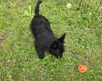 Maverick Jr, a male Scottish Terrier for sale in Florissant, MO – Photo 5 of 10