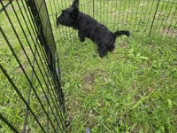 Maverick Jr, a male Scottish Terrier for sale in Florissant, MO – Photo 10 of 10