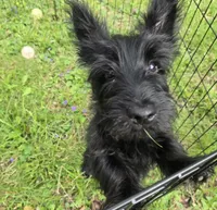 Maverick Jr, a male Scottish Terrier for sale in Florissant, MO – Photo 2 of 10