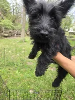 Maverick Jr, a male Scottish Terrier for sale in Florissant, MO – Photo 6 of 10