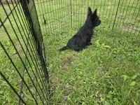 Maverick Jr, a male Scottish Terrier for sale in Florissant, MO – Photo 9 of 10