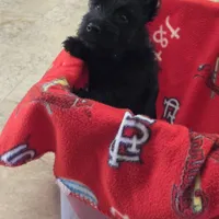 Maverick Jr, a male Scottish Terrier for sale in Florissant, MO – Photo 1 of 10