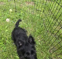 Maverick Jr, a male Scottish Terrier for sale in Florissant, MO – Photo 7 of 10