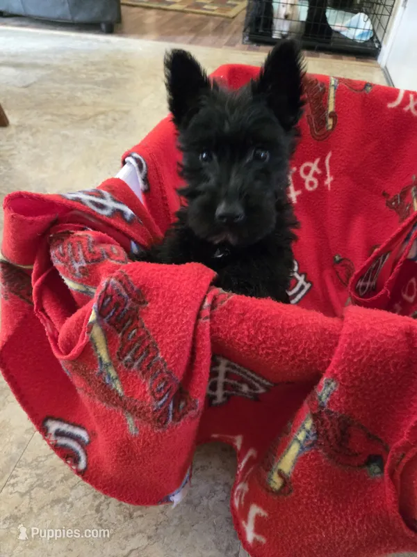Skye, a female Scottish Terrier for sale in Florissant, MO – Photo 1 of 1