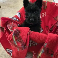Skye, a female Scottish Terrier for sale in Florissant, MO – Photo 1 of 8