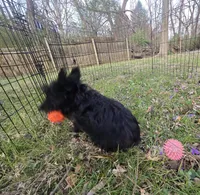 Skye, a female Scottish Terrier for sale in Florissant, MO – Photo 7 of 8