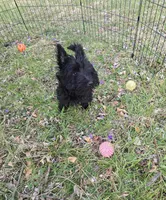 Skye, a female Scottish Terrier for sale in Florissant, MO – Photo 5 of 8