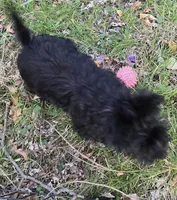 Skye, a female Scottish Terrier for sale in Florissant, MO – Photo 2 of 8