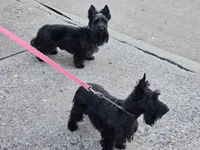 Skye, a female Scottish Terrier for sale in Florissant, MO – Photo 6 of 8