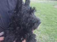 Skye, a female Scottish Terrier for sale in Florissant, MO – Photo 4 of 8