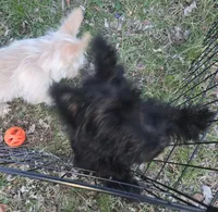 Skye, a female Scottish Terrier for sale in Florissant, MO – Photo 3 of 8