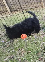 Skye, a female Scottish Terrier for sale in Florissant, MO – Photo 8 of 8