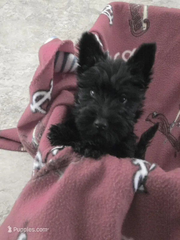 Nora, a female Scottish Terrier for sale in Florissant, MO – Photo 1 of 1