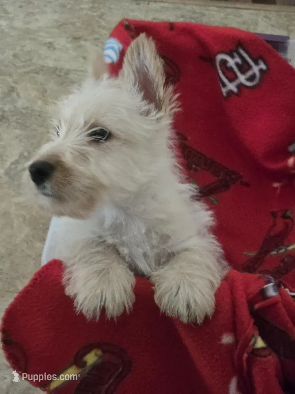 Haus, a male Scottish Terrier for sale in Florissant, MO – Photo 1 of 1