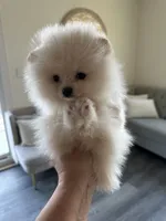 Coconut, a male Pomeranian for sale in Bakersfield, CA – Photo 4 of 4