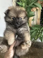 Channel, a female Pomeranian for sale in Bakersfield, CA – Photo 2 of 2