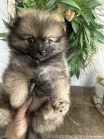 Channel, a female Pomeranian for sale in Bakersfield, CA – Photo 1 of 2