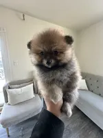 Bear, a male Pomeranian for sale in Bakersfield, CA – Photo 1 of 4