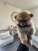 Bear, a male Pomeranian for sale in Bakersfield, CA – Photo 3 of 4