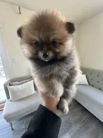 Bear, a male Pomeranian for sale in Bakersfield, CA – Photo 4 of 4