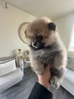 Bear, a male Pomeranian for sale in Bakersfield, CA – Photo 2 of 4