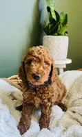 Finn , a male Miniature Goldendoodle for sale in Mendon, MI – 2 of 2