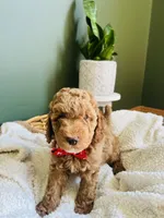 Cooper, a male Miniature Goldendoodle for sale in Mendon, MI – 1 of 2
