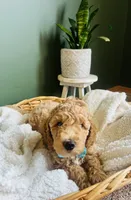 Benji, a male Miniature Goldendoodle for sale in Mendon, MI – 2 of 3