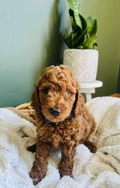 Finn  – Miniature Goldendoodle puppy for sale in Mendon, MI
