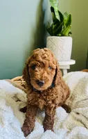 Finn , a male Miniature Goldendoodle for sale in Mendon, MI – 1 of 2