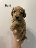 Benji, a male Miniature Goldendoodle for sale in Mendon, MI – 3 of 3