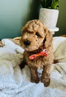 Tucker, a male Miniature Goldendoodle for sale in Mendon, MI – 2 of 2